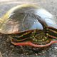 Imagen para el artículo titulado El interior del caparazón de una tortuga es más extraño de lo que piensas
